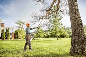 Reliable Boyne City, MI Tree Services Solutions